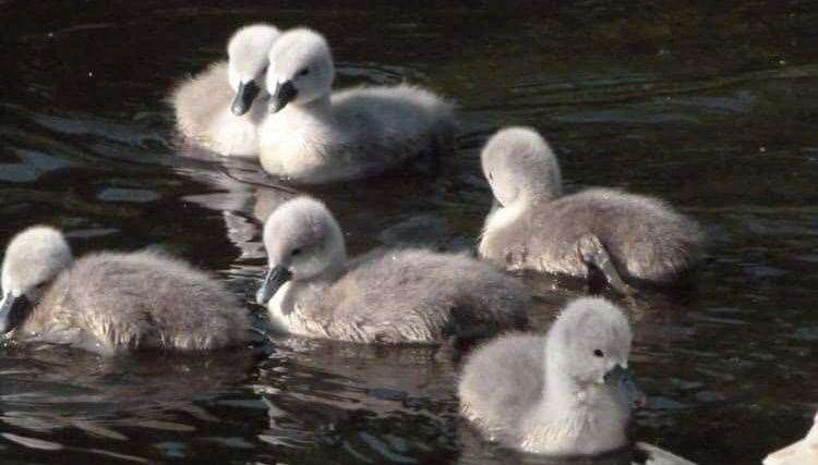 Seven cygnets were born at Capstone Country Park last year - and there’s plenty of animals still swimming around the lake this spring. Picture: Capstone Farm Country Park